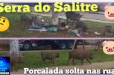 👉🏻🫣🚔🐖🐗🫨🗣️🤔🐖🐖Serra do Salitre. Portilho isso é javali javali 🐗 ou porcaiada srsrsrs?