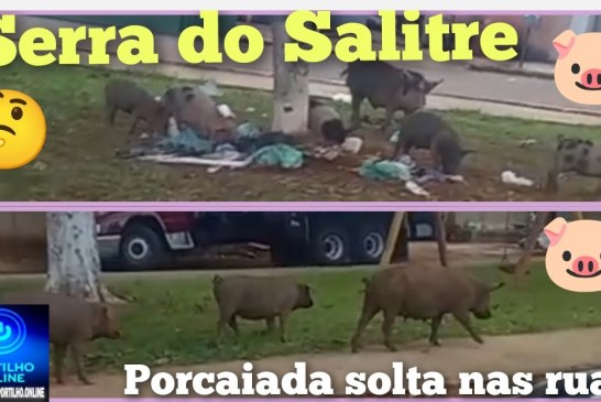 👉🏻🫣🚔🐖🐗🫨🗣️🤔🐖🐖Serra do Salitre. Portilho isso é javali javali 🐗 ou porcaiada srsrsrs?