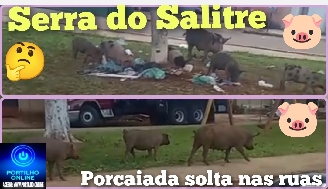 👉🏻🫣🚔🐖🐗🫨🗣️🤔🐖🐖Serra do Salitre. Portilho isso é javali javali 🐗 ou porcaiada srsrsrs?