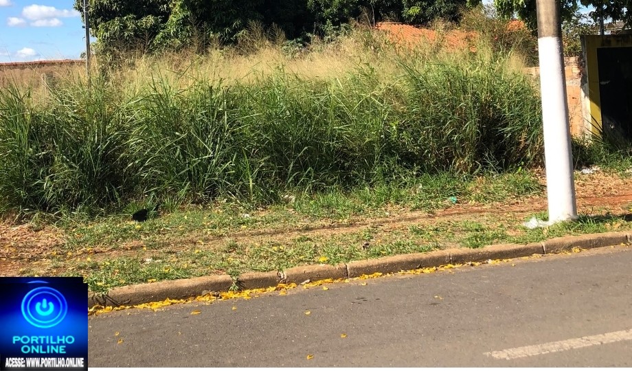 👉🏻🫵🏻😡👎🏻😤🗣️🚧👀🐁🐍🦂🐀👎🏻Portilho boa tarde até hoje não limpou o lote aqui na Av Padre Mathias com Olívia de Assis