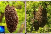👉🏻⚡🐝🚑😱🚨🐝 Enxame de abelhas coloca crianças em risco; moradores pedem ação urgente
