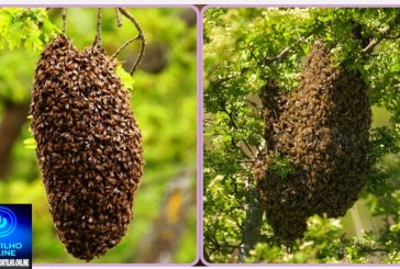 👉🏻⚡🐝🚑😱🚨🐝 Enxame de abelhas coloca crianças em risco; moradores pedem ação urgente