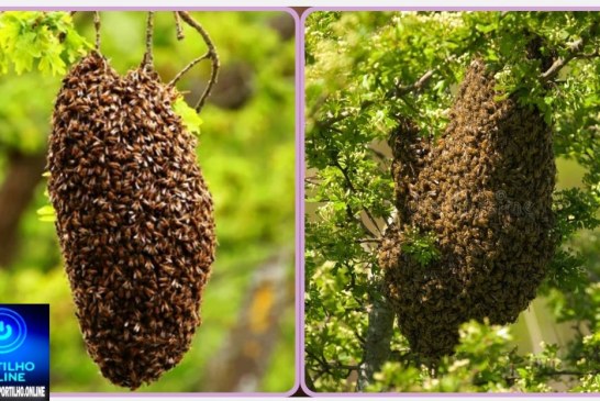👉🏻⚡🐝🚑😱🚨🐝 Enxame de abelhas coloca crianças em risco; moradores pedem ação urgente