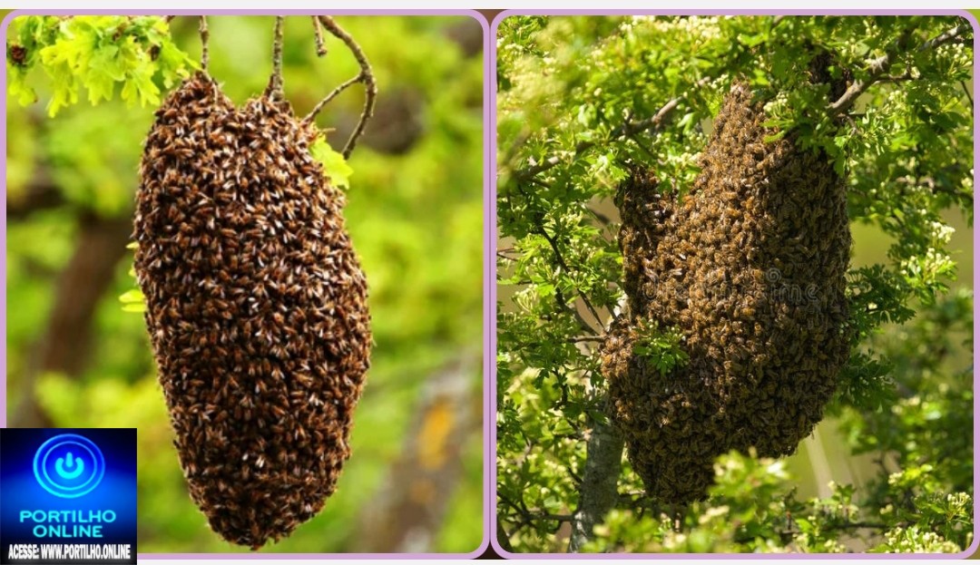 👉🏻⚡🐝🚑😱🚨🐝 Enxame de abelhas coloca crianças em risco; moradores pedem ação urgente