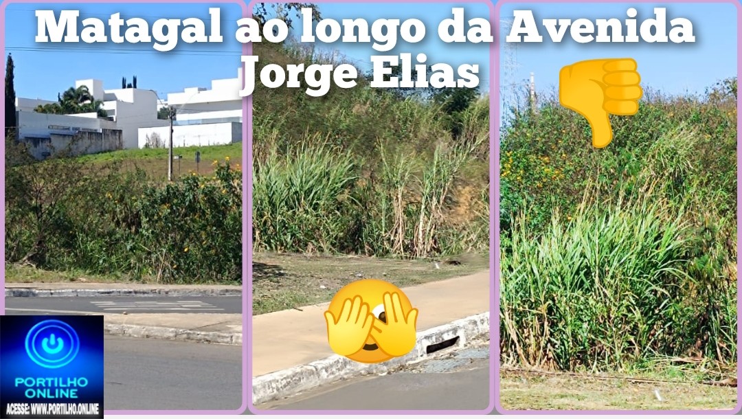 👉🏻🤢😤👎🏻🪤😱🚧⛳👀🤔🫵🏻Moradores que residem próximos à Avenida Jorge Elias Abrão reclamam do matagal na chamada “Avenida dos Lagos” ⛳🪤👎🏻🫵🏻😱