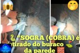 👉🧐🤔🙄😳🐍🐍🐍🐍“SOGRA (COBRA) é retirado do buraco ⛳ 🕳️ da parede 🧱 pelos bombeiros.