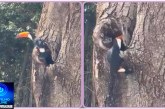 👉🏻👏🏻🌳🙌🏻🐦Boa tarde, Portilho! Aquela árvore seca no Bosque da Matinha pode ser o lar de um casal de tucanos. 🥰