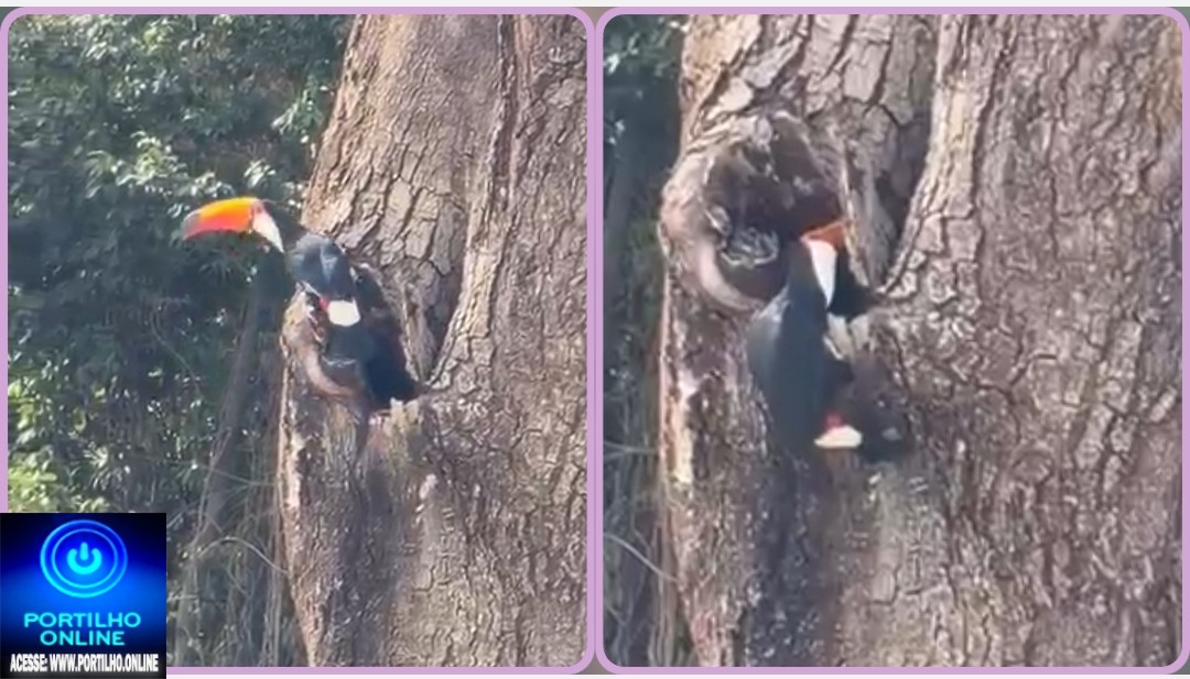 👉🏻👏🏻🌳🙌🏻🐦Boa tarde, Portilho! Aquela árvore seca no Bosque da Matinha pode ser o lar de um casal de tucanos. 🥰