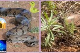 👉🏻🐍🫵🏻🐭🤔⛳😱Jiboia é vista com frequência em área de vegetação no bairro Martim Galego