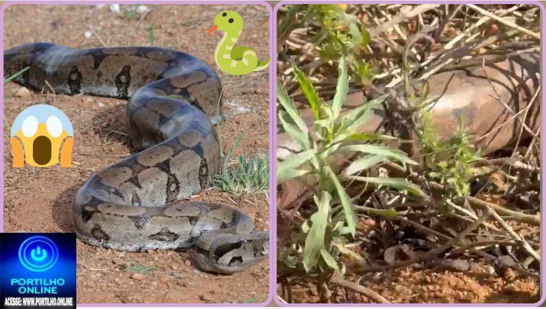 👉🏻🐍🫵🏻🐭🤔⛳😱Jiboia é vista com frequência em área de vegetação no bairro Martim Galego