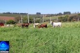 👉🏻🫵🏻🤔🚨🧱🐴🐎🚧Moradores reclamam de cavalos soltos no bairro Flamboyant😡😠😤