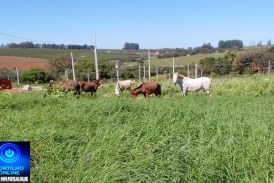 👉🏻🫵🏻🤔🚨🧱🐴🐎🚧Moradores reclamam de cavalos soltos no bairro Flamboyant😡😠😤