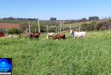 👉🏻🫵🏻🤔🚨🧱🐴🐎🚧Moradores reclamam de cavalos soltos no bairro Flamboyant😡😠😤