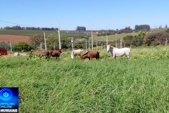 👉🏻🫵🏻🤔🚨🧱🐴🐎🚧Moradores reclamam de cavalos soltos no bairro Flamboyant😡😠😤
