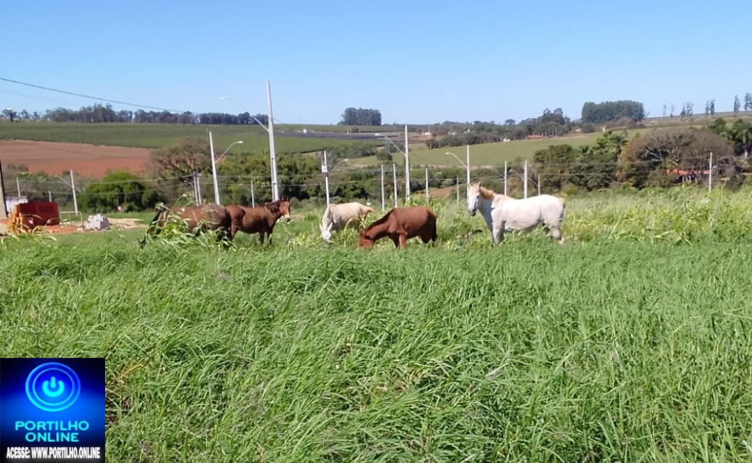👉🏻🫵🏻🤔🚨🧱🐴🐎🚧Moradores reclamam de cavalos soltos no bairro Flamboyant😡😠😤