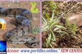 👉🏻🐍🫵🏻🐭🤔⛳😱Jiboia é vista com frequência em área de vegetação no bairro Martim Galego