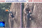 👉🏻👏🏻🌳🙌🏻🐦Boa tarde, Portilho! Aquela árvore seca no Bosque da Matinha pode ser o lar de um casal de tucanos. 🥰