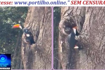 👉🏻👏🏻🌳🙌🏻🐦Boa tarde, Portilho! Aquela árvore seca no Bosque da Matinha pode ser o lar de um casal de tucanos. 🥰