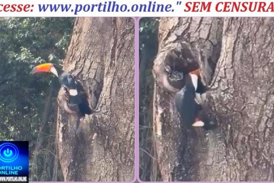 👉🏻👏🏻🌳🙌🏻🐦Boa tarde, Portilho! Aquela árvore seca no Bosque da Matinha pode ser o lar de um casal de tucanos. 🥰