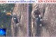 👉🏻👏🏻🌳🙌🏻🐦Boa tarde, Portilho! Aquela árvore seca no Bosque da Matinha pode ser o lar de um casal de tucanos. 🥰