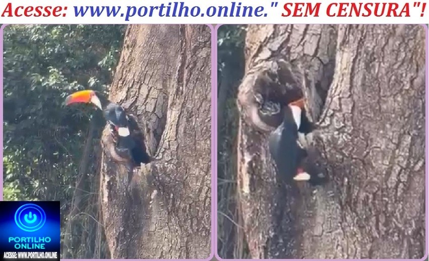 👉🏻👏🏻🌳🙌🏻🐦Boa tarde, Portilho! Aquela árvore seca no Bosque da Matinha pode ser o lar de um casal de tucanos. 🥰