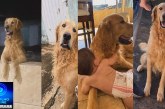 👉📢😔🐕🐩CÃO DESAPARECIDO: Procura-se o Xau! 🐶