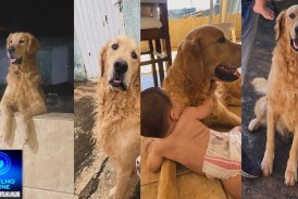 👉📢😔🐕🐩CÃO DESAPARECIDO: Procura-se o Xau! 🐶
