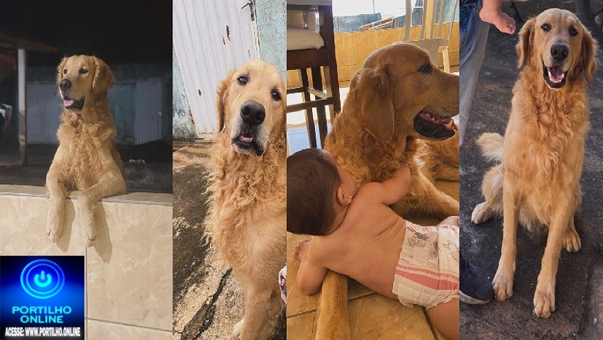 👉📢😔🐕🐩CÃO DESAPARECIDO: Procura-se o Xau! 🐶