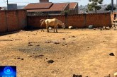 👉🏻🚔🫵🏻👀😱😡😤🐴 🐎 Cadê a secretária de meio ambiente?🤔Cavalos num lote de pura terra sem água e sem alimentação