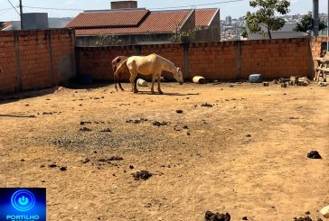 👉🏻🚔🫵🏻👀😱😡😤🐴 🐎 Cadê a secretária de meio ambiente?🤔Cavalos num lote de pura terra sem água e sem alimentação
