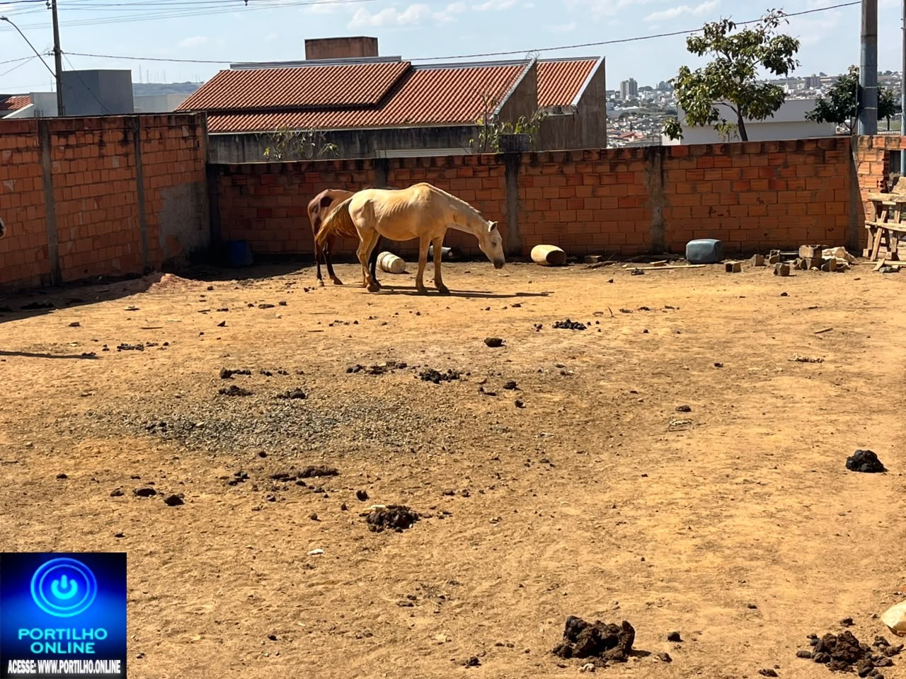 👉🏻🚔🫵🏻👀😱😡😤🐴 🐎 Cadê a secretária de meio ambiente?🤔Cavalos num lote de pura terra sem água e sem alimentação