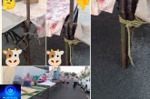 👉🏻🐮⛺🚧👎🏻🩹🤔🐄⛺ Feira do Produtor: “A vaca Mimosa já foi piada” — agora é melhor amarrar as bancas para não cair em cima dos feirantes!