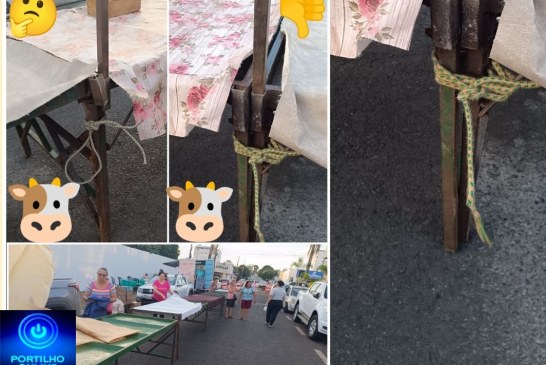 👉🏻🐮⛺🚧👎🏻🩹🤔🐄⛺ Feira do Produtor: “A vaca Mimosa já foi piada” — agora é melhor amarrar as bancas para não cair em cima dos feirantes!