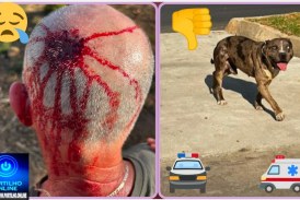 👉🏻🫵🏻🐎🚨 Cadê a justiça? ⚖️ 🫵🏻 🚑😱🚔 CÃES SOLTOS PELAS RUAS PROVOCAM ACIDENTE COM CAVALEIRO