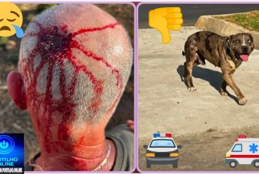 👉🏻🫵🏻🐎🚨 Cadê a justiça? ⚖️ 🫵🏻 🚑😱🚔 CÃES SOLTOS PELAS RUAS PROVOCAM ACIDENTE COM CAVALEIRO