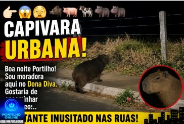 👉🏻😱🫣🐗🐷🐄🦛🦛🦛Capivara URBANA. Boa noite Portilho! Sou moradora aqui no Dona Diva.Gostaria de encaminhar um vídeo