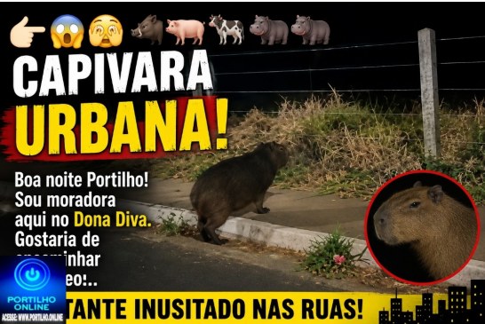 👉🏻😱🫣🐗🐷🐄🦛🦛🦛Capivara URBANA. Boa noite Portilho! Sou moradora aqui no Dona Diva.Gostaria de encaminhar um vídeo