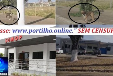 👉🐶 ÔH, PORTILHO, CÊ TÁ BÃO? 😂 Soltaram mais uma “viagem de cães aqui perto do Bernardão”