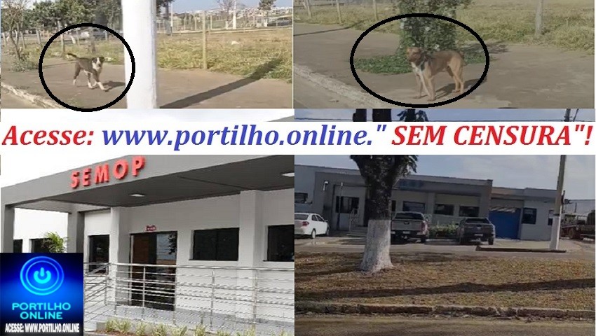 👉🐶 ÔH, PORTILHO, CÊ TÁ BÃO? 😂 Soltaram mais uma “viagem de cães aqui perto do Bernardão”