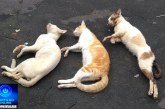 👉🏻😱🚔🚨☠️🤢🐱🐶Animais sendo envenenados. Não pública meu nome Portilho tenho medo