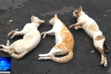 👉🏻😱🚔🚨☠️🤢🐱🐶Animais sendo envenenados. Não pública meu nome Portilho tenho medo