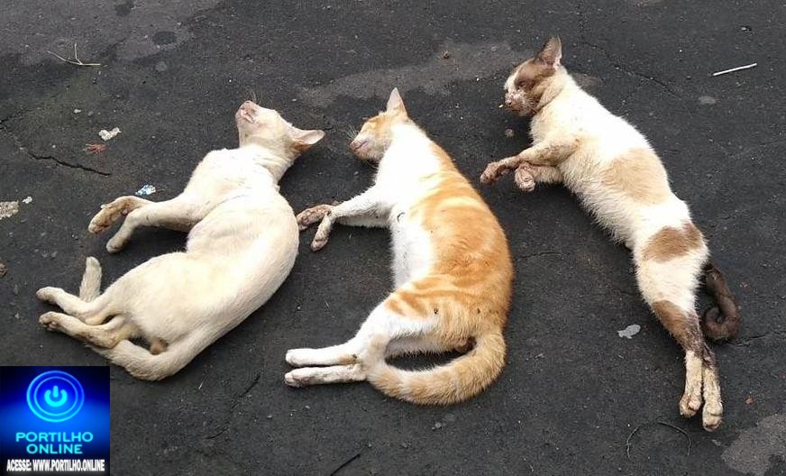 👉🏻😱🚔🚨☠️🤢🐱🐶Animais sendo envenenados. Não pública meu nome Portilho tenho medo