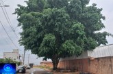 👉🏻🌳😱🤔🚧🗣️👎🏻😤🌬️🌩️Boa noite Portilho Essa árvore já postei algumas vez, é  só vc pra mostrar dnovo