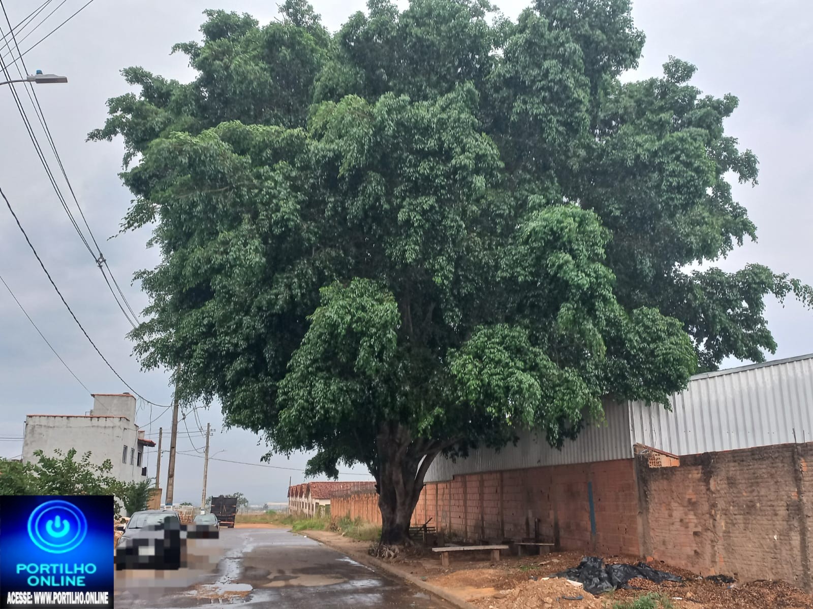 👉🏻🌳😱🤔🚧🗣️👎🏻😤🌬️🌩️Boa noite Portilho Essa árvore já postei algumas vez, é só vc pra mostrar dnovo