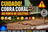 🫣😬Cuidado!😱🫵🏻🐍👉🏻🤔🚑🚨🫣Cobra coral 🐍 🫵🏻 🐍 no ponto de coletivo 