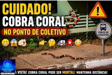 🫣😬Cuidado!😱🫵🏻🐍👉🏻🤔🚑🚨🫣Cobra coral 🐍 🫵🏻 🐍 no ponto de coletivo 
