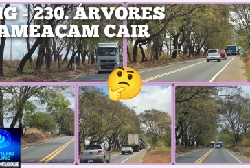 👉🏻🚧🚨😱👎🏻🚛🫵🏻🌳 PERIGO NA MG-230: ÁRVORES QUEIMADAS AMEAÇAM MOTORISTAS E PEDEM PROVIDÊNCIAS URGENTES