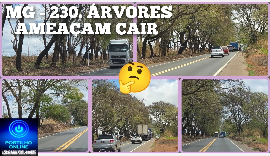 👉🏻🚧🚨😱👎🏻🚛🫵🏻🌳 PERIGO NA MG-230: ÁRVORES QUEIMADAS AMEAÇAM MOTORISTAS E PEDEM PROVIDÊNCIAS URGENTES