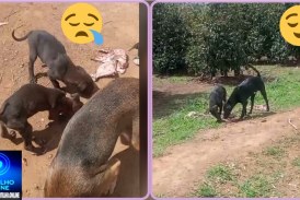 👉🏻⚖️😤😥😓🐕🐈‍⬛🐕‍🦺🦮🐶😡 COVARDIA! VÁRIOS CÃES ESTARIAM PASSANDO FOME, SEDE E SEM ABRIGO NO TREVO DA BR-365 COM A MG-188