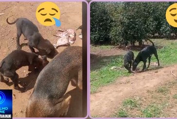 👉🏻⚖️😤😥😓🐕🐈‍⬛🐕‍🦺🦮🐶😡 COVARDIA! VÁRIOS CÃES ESTARIAM PASSANDO FOME, SEDE E SEM ABRIGO NO TREVO DA BR-365 COM A MG-188